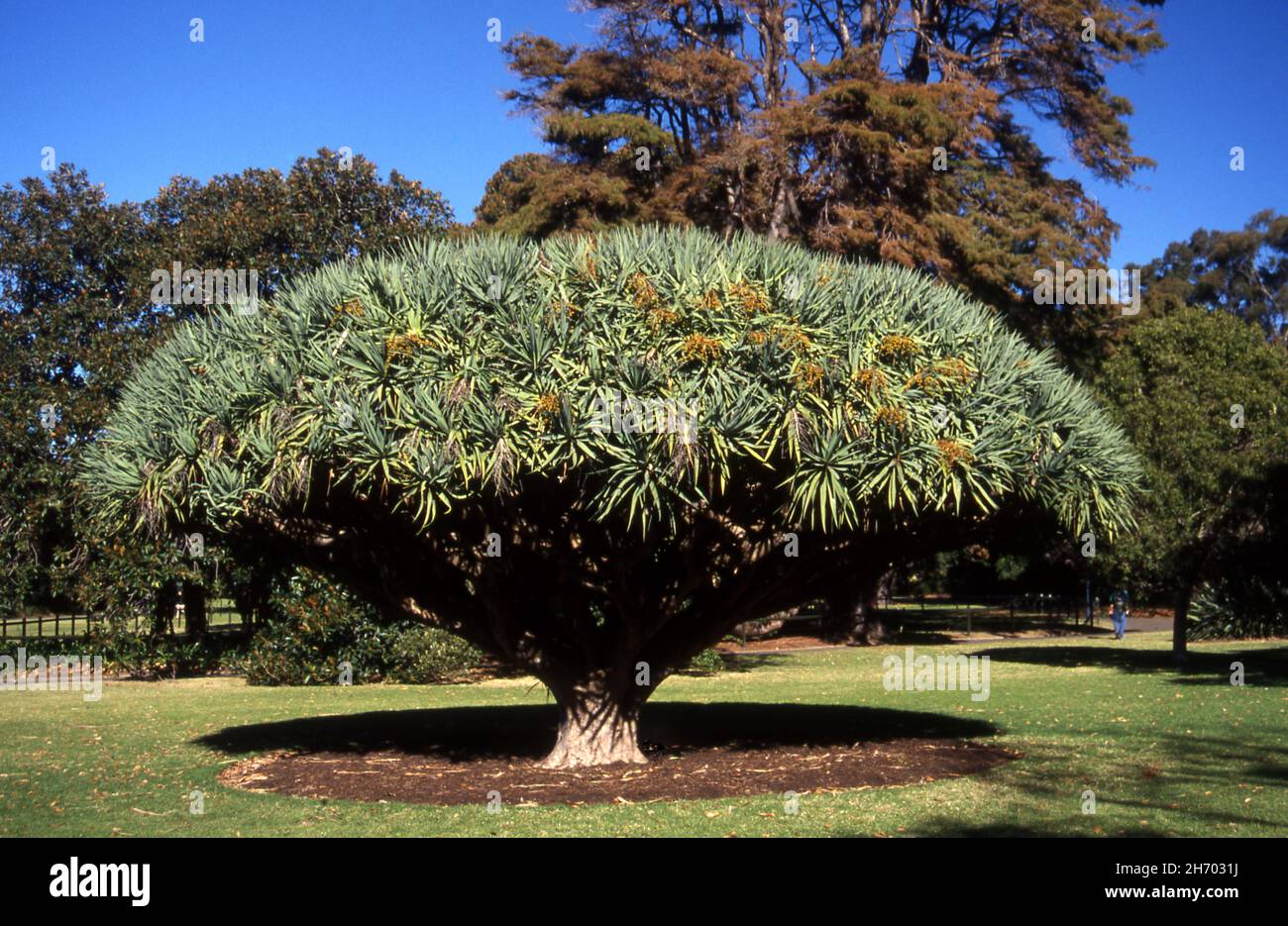 Socotra tree dragon hires stock photography and images Alamy
