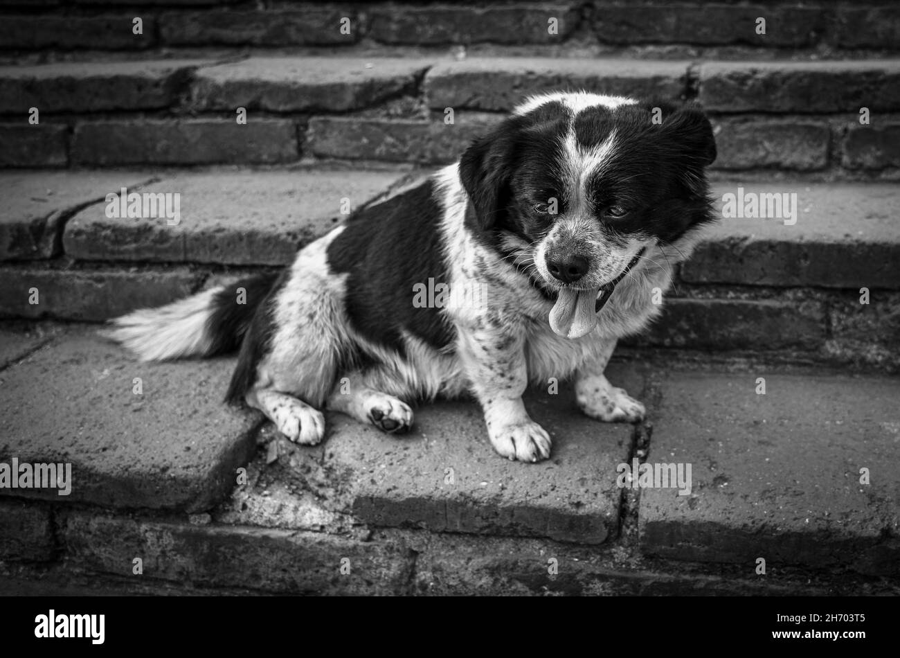 Lonely exhausted dog sitting on the steps of the Great Wall of China, Beijing. Black and white. Stock Photo