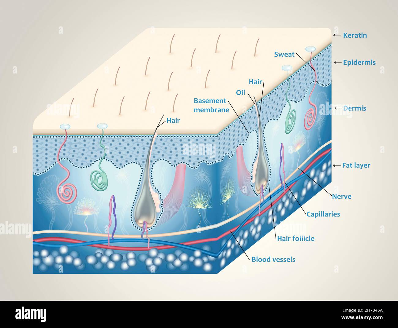 Anatomy of the skin and the layers and elements that compose it ...