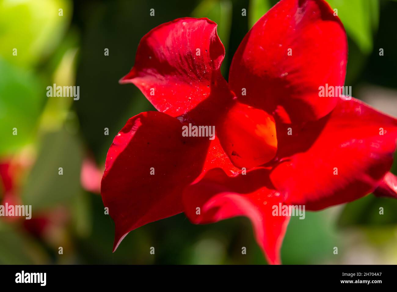 Selective focus shot of blooming red mandevilla flower in the garden Stock Photo