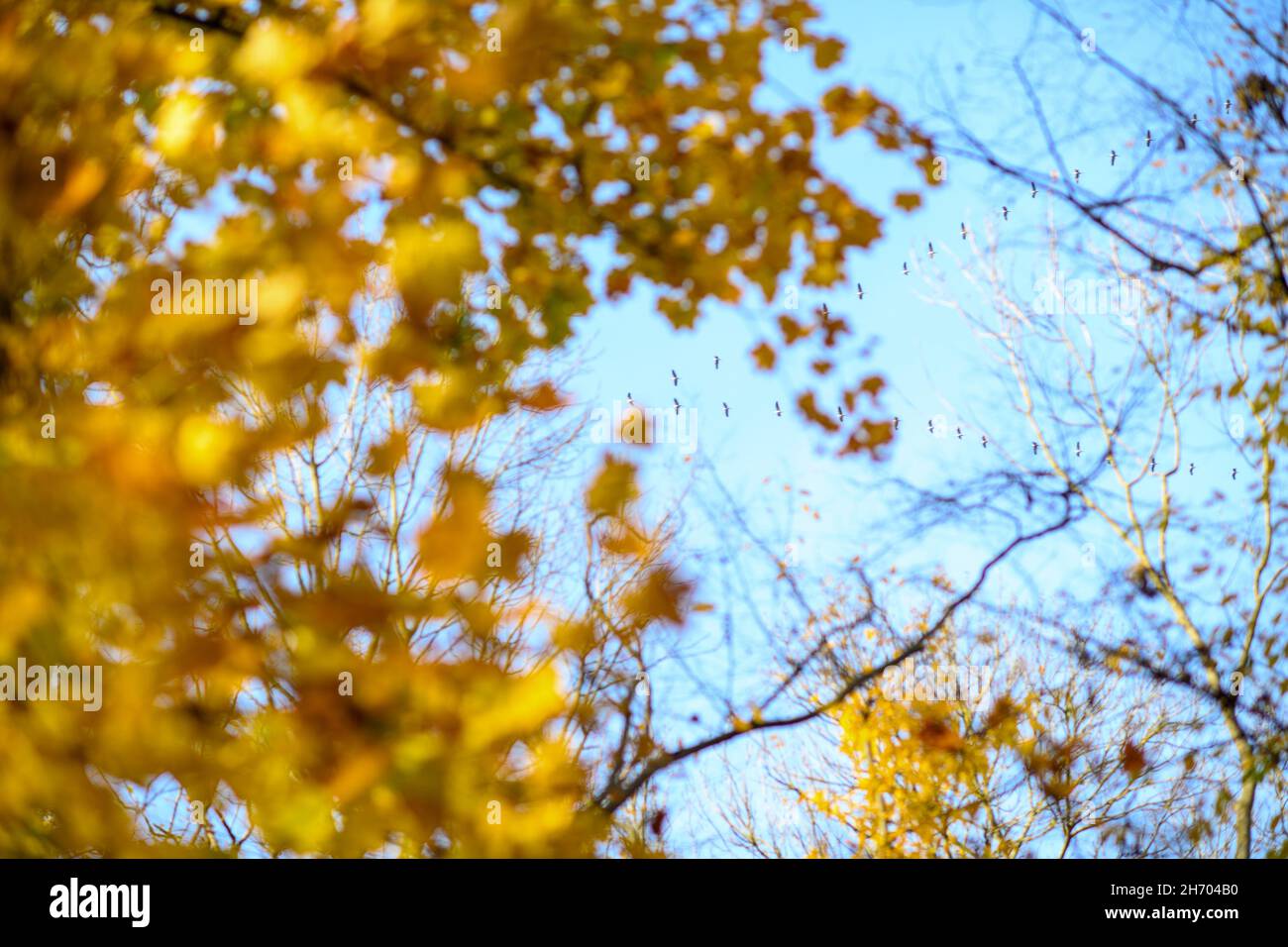 PRODUCTION - 10 November 2021, Saxony-Anhalt, Schönebeck: Cranes fly over the forest cemetery of the 'Friedwald' company. (to dpa: 'In the forest or as a natural grave - near-natural burials in trend') Photo: Klaus-Dietmar Gabbert/dpa-Zentralbild/ZB Stock Photo