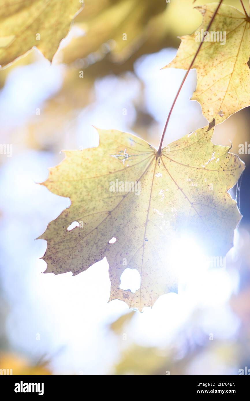 PRODUCTION - 10 November 2021, Saxony-Anhalt, Schönebeck: Autumn sunlight shines through leaves of a tree at the forest cemetery of the company 'Friedwald'. (to dpa: 'In the forest or as a natural grave - near-natural burials in trend') Photo: Klaus-Dietmar Gabbert/dpa-Zentralbild/ZB Stock Photo