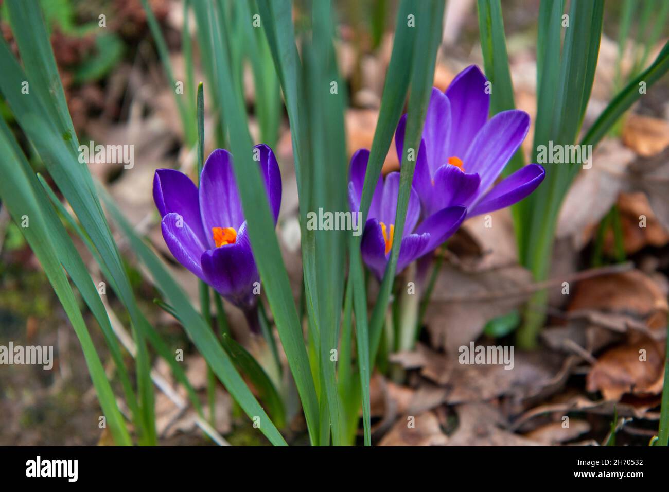 Deep Purple Crocus Flowers Stock Photo
