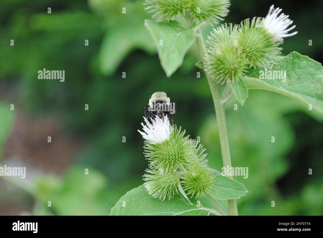 Bumble Bee has lunch on a flower Stock Photo
