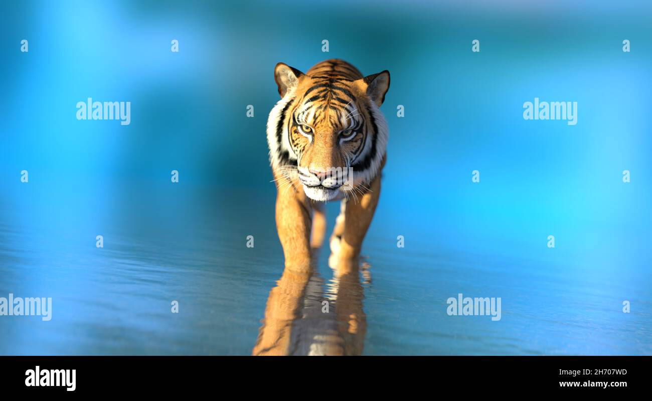 3D illustration tiger in water on blue background Stock Photo - Alamy