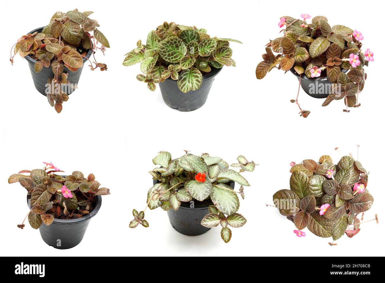 Episcia Cupreata house plants isolated on white background Stock Photo