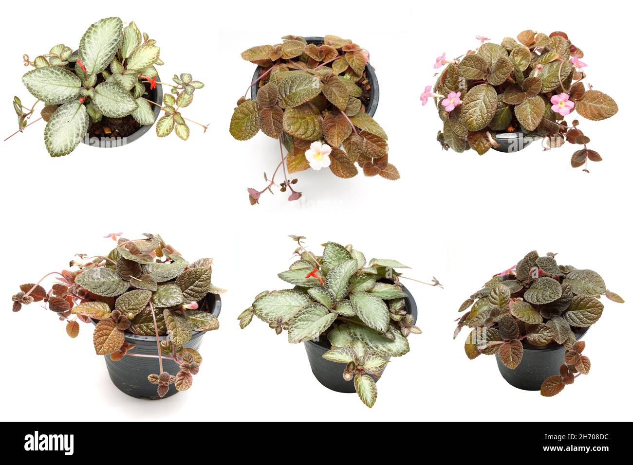 Episcia Cupreata house plants isolated on white background Stock Photo