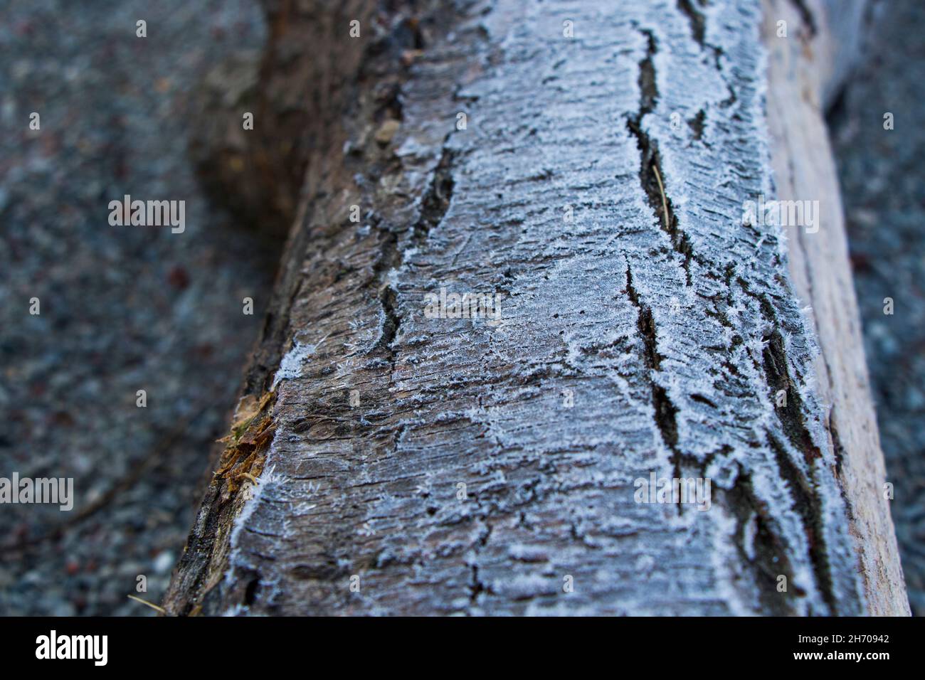 Cut wood silhouette hi-res stock photography and images - Alamy