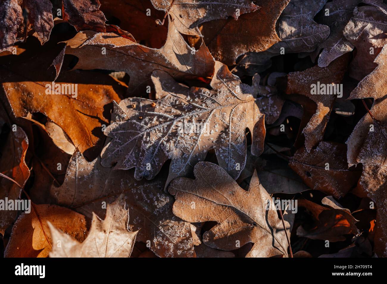Close-up of dried brown oak leaves on the ground covered covered with first morning frost Stock Photo
