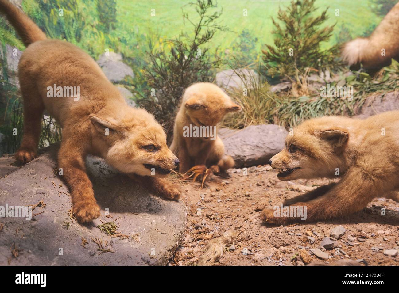 A diorama of a taxidermy, stuffed small litter of red fox pups playing. At the Science Museum in Springfield, Massachusetts. Stock Photo