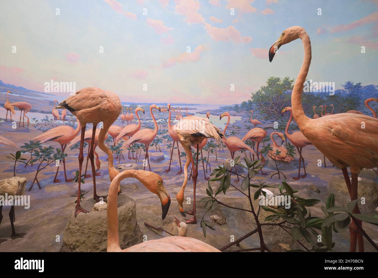 A diorama of a taxidermy, stuffed flock of tropical pink flamingos  roosting. At the Science Museum in Springfield, Massachusetts Stock Photo -  Alamy