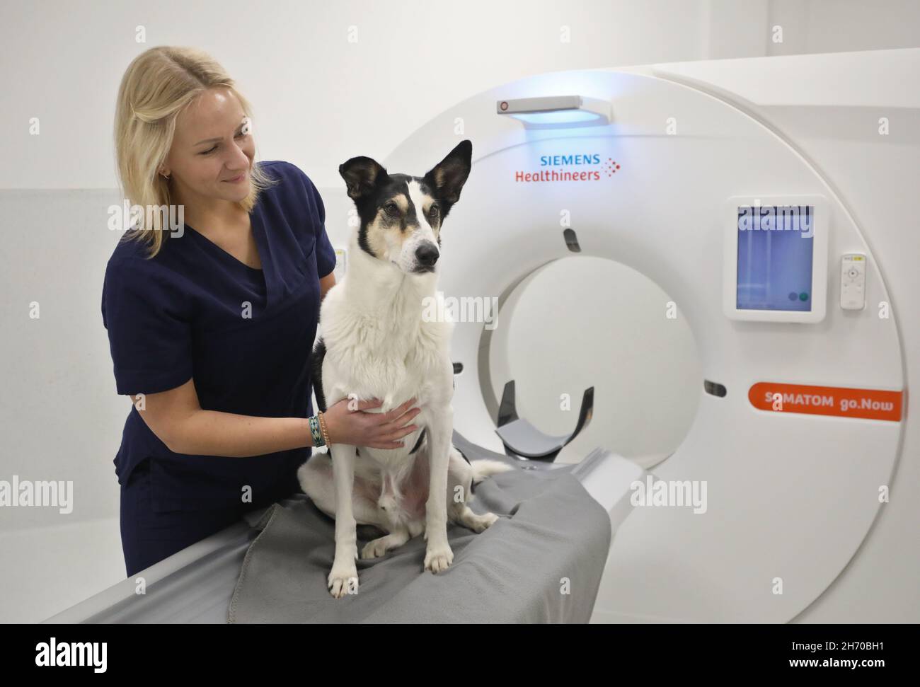 Rostock, Germany. 17th Nov, 2021. Lisa Beitz, veterinary assistant, shows what treatment in the new veterinary clinic looks like during an examination of the short-haired collie mongrel Rostock, Germany. 17th Nov, 2021. Lisa Beitz, veterinary assistant, shows what treatment in the new veterinary clinic looks like during an examination of the short-haired collie mongrel