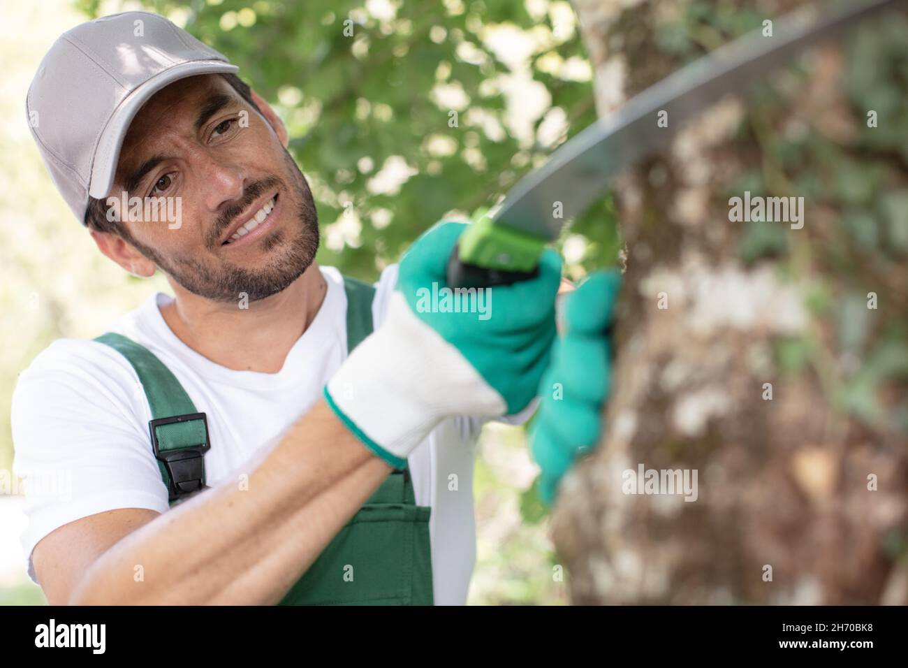 a tree surgeon cuts and trims a tree Stock Photo - Alamy