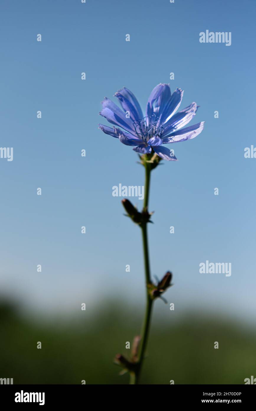 Stem of blooming chicory plant at meadow. The roots of this wildflower is used for alternative coffee drink. Unfocused summer meadow, green vegetation Stock Photo