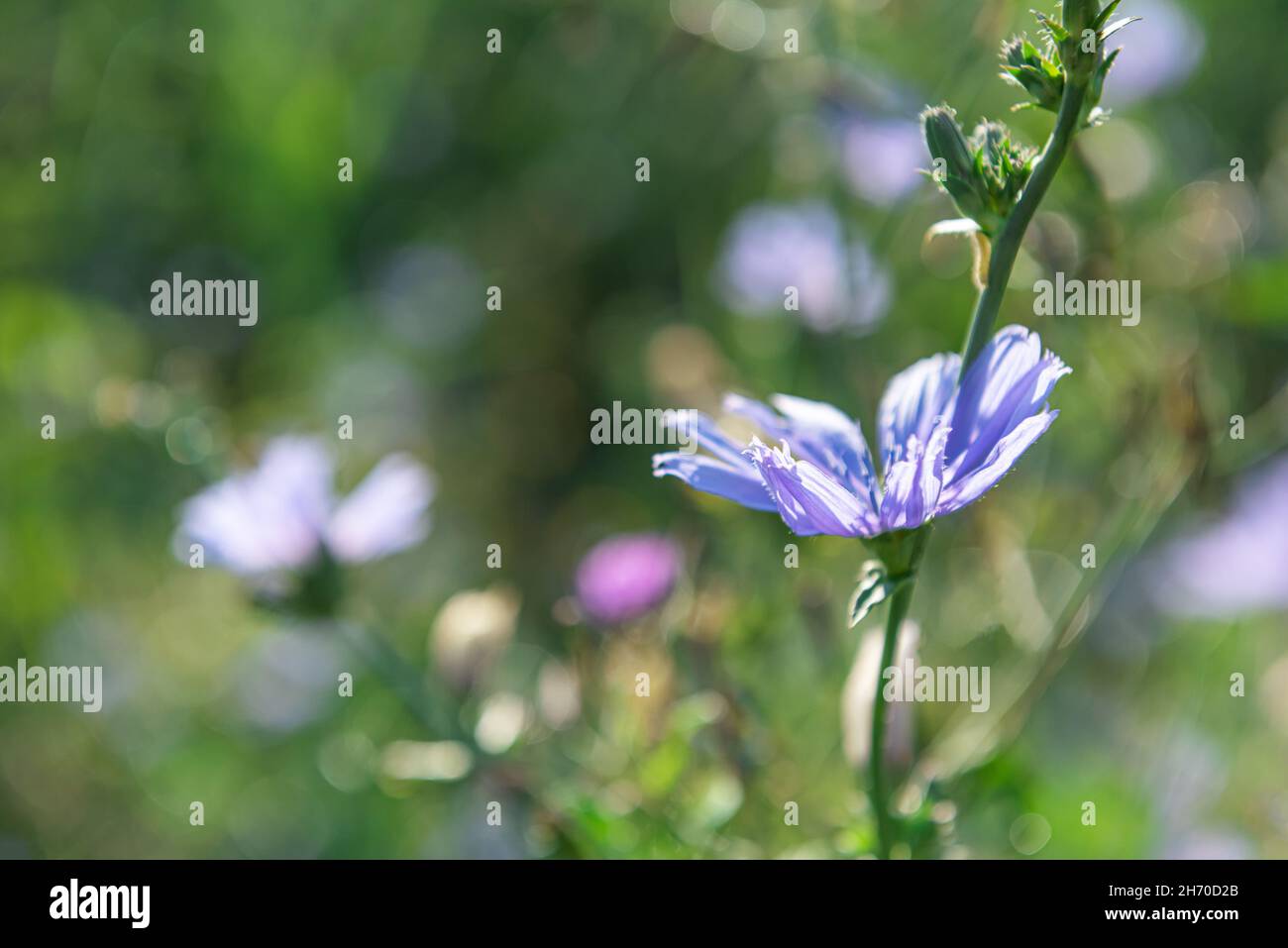 Close-up of blooming chicory stem at summer meadow. This blue wildflower is used for alternative coffee drink. Unfocused flowers and green grass at ba Stock Photo
