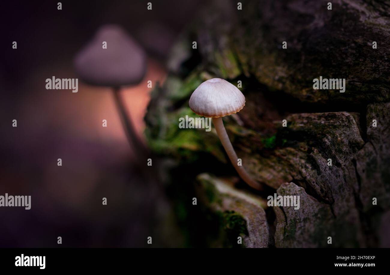 A mushrooms grows from rotten wood driftwood in the forest. Close up or macro view Stock Photo