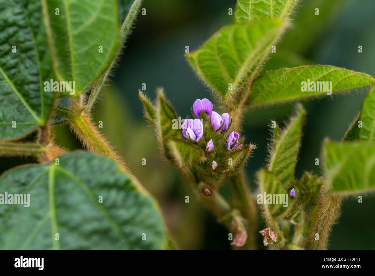 Young plants soybean close hi-res stock photography and images - Alamy