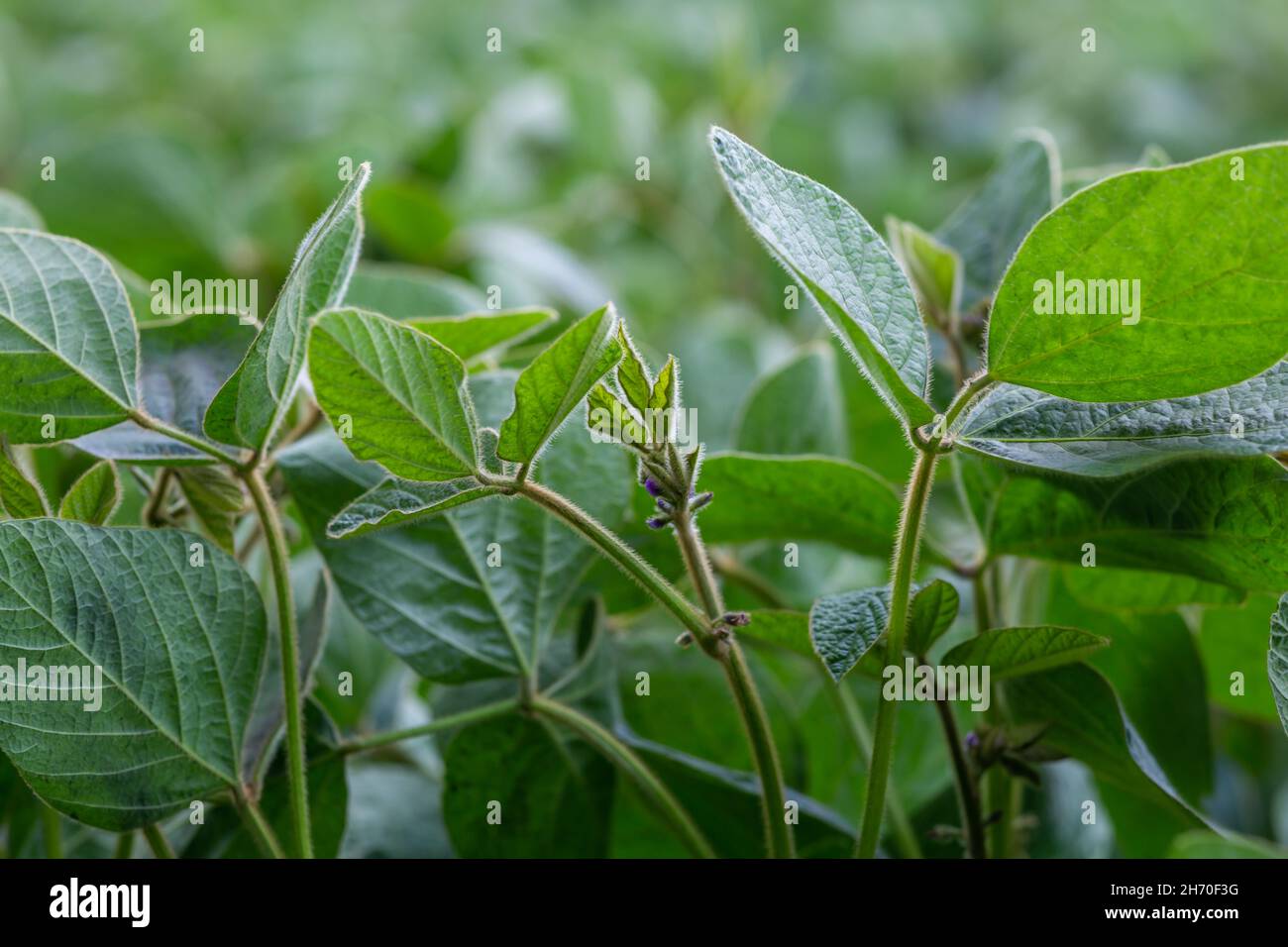 Young soybean plants with flowers on soybean cultivated field Stock ...