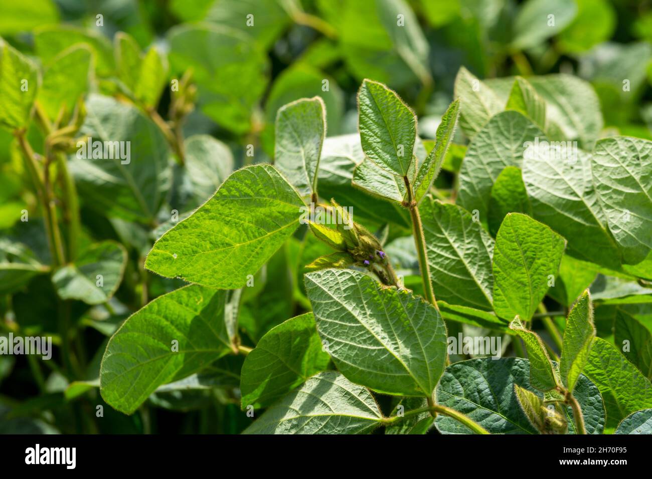 Young soybean plants with flowers on soybean cultivated field Stock