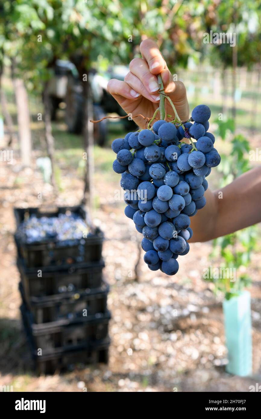 Grape Production Ripe Grapes production hi-res stock photography and images - Alamy