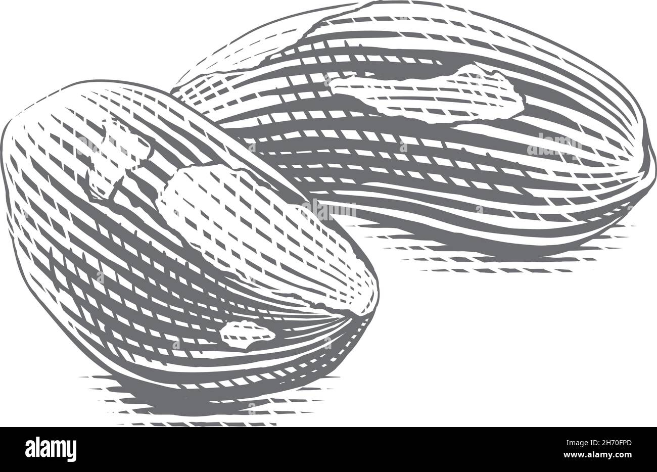 brazil brazilian nut bertholletia Hand drawing sketch engraving