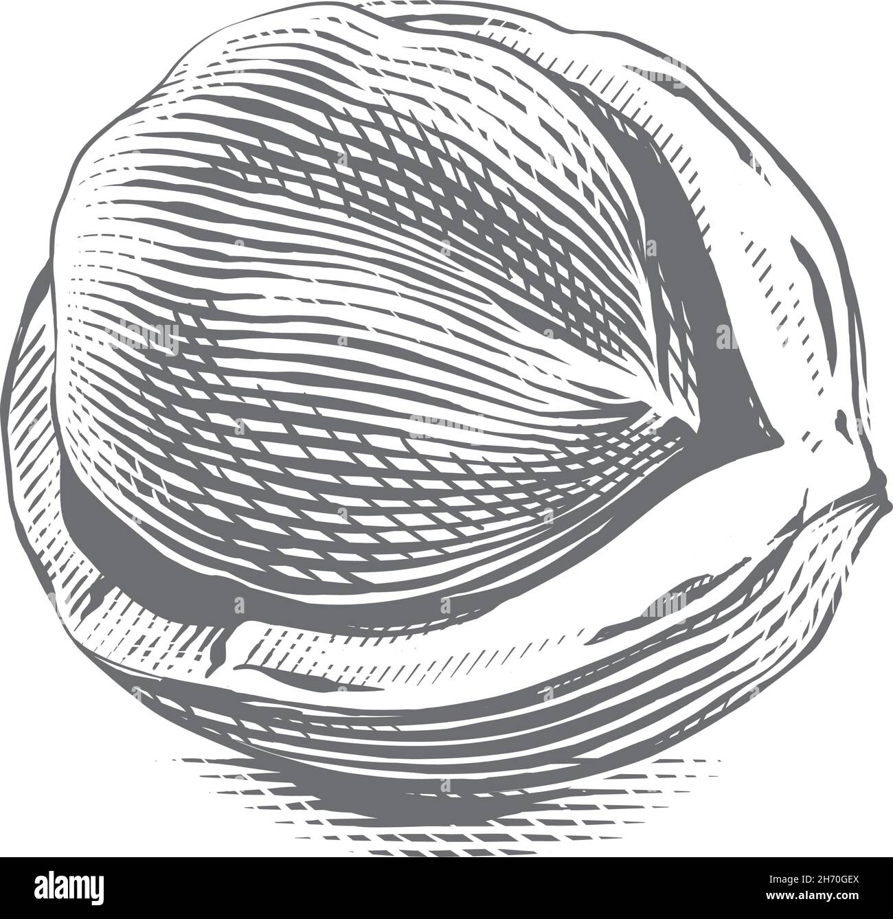 open filbert Hand drawing sketch engraving illustration style Stock