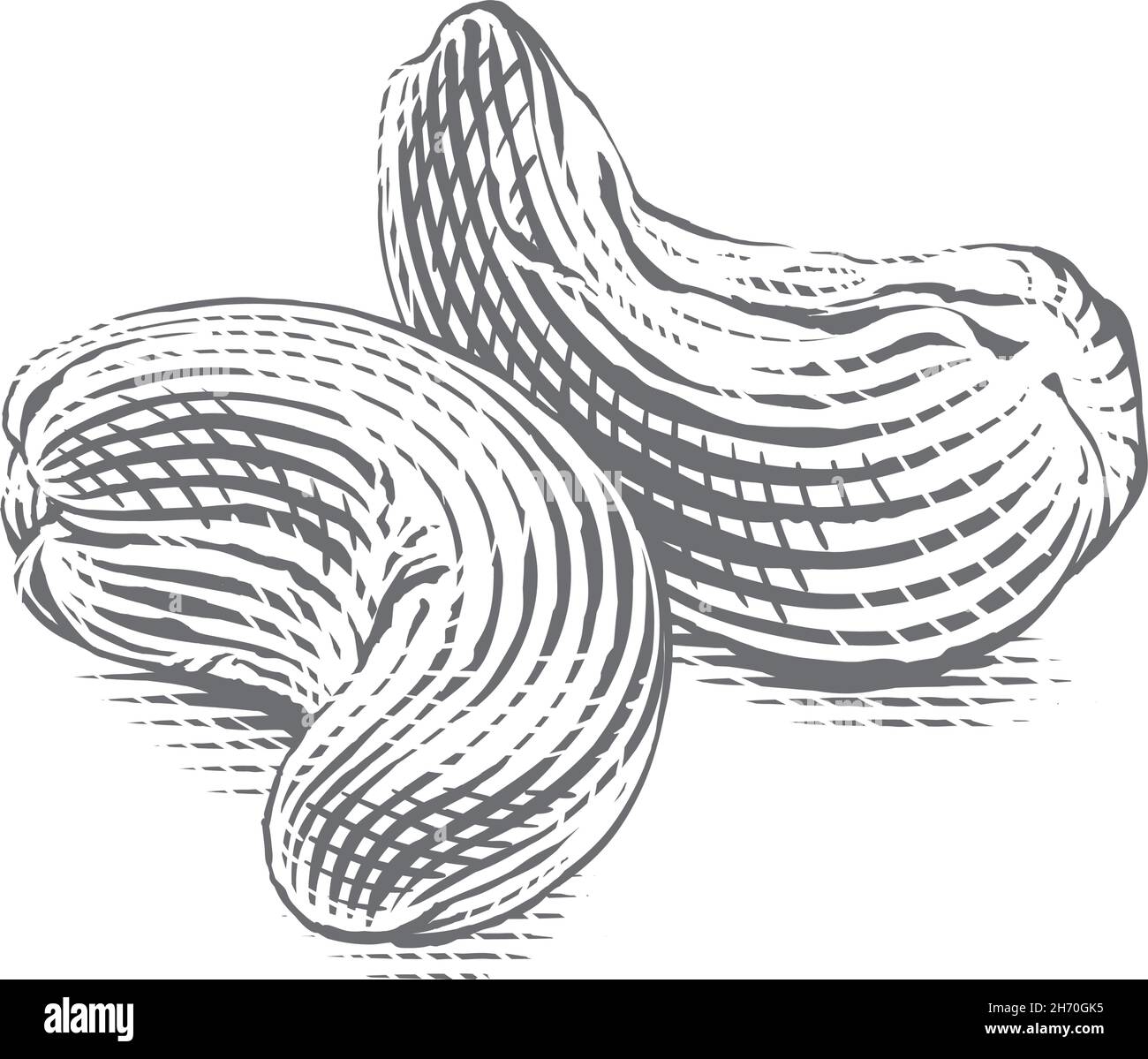 cashew Hand drawing sketch engraving illustration style Stock Vector