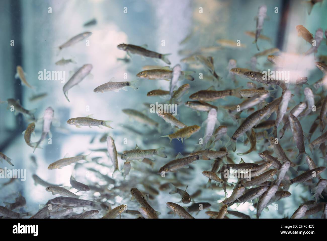Lots of small garra rufa fish in a fish pilling aquarium or fish spa Stock Photo