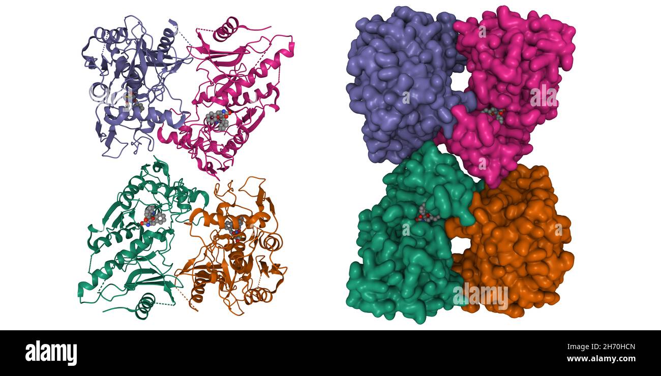 Structure of streptococcal pyrogenic exotoxin B (SpeB) tetramer with inhibitor (grey). 3D cartoon and Gaussian surface models, PDB 1pvj Stock Photo