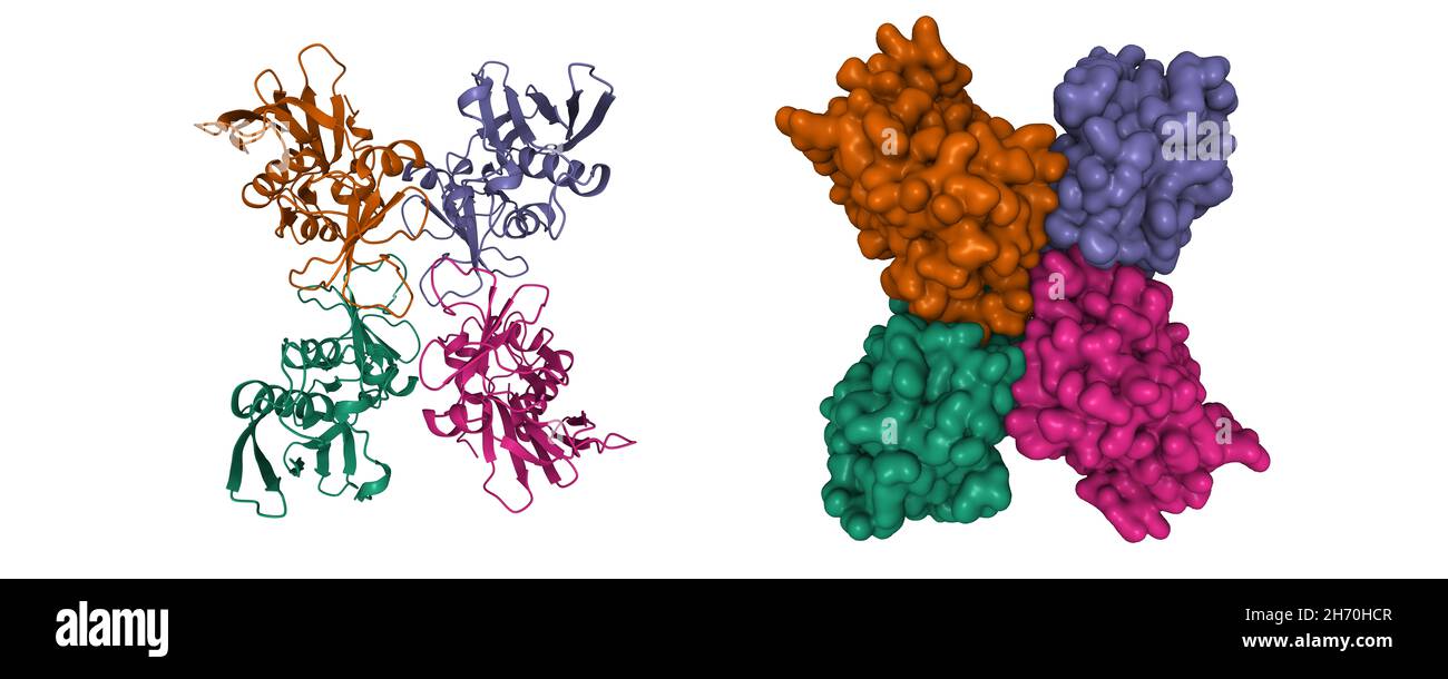 Structure of streptococcal pyrogenic exotoxin A1 (SpeA) tetramer. 3D cartoon and Gaussian surface models, chain id color scheme, PDB 1b1z Stock Photo