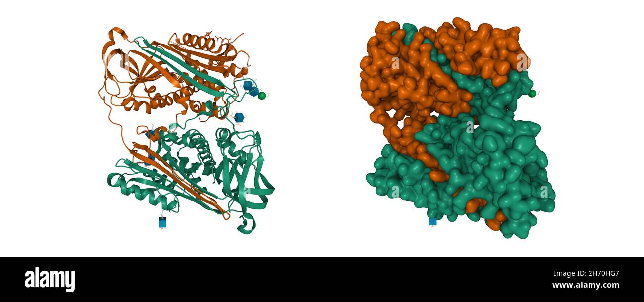 Structure of a domain-swapped serpin dimer. 3D cartoon and Gaussian surface models, chain id color scheme, PDB 2znh, white background Stock Photo