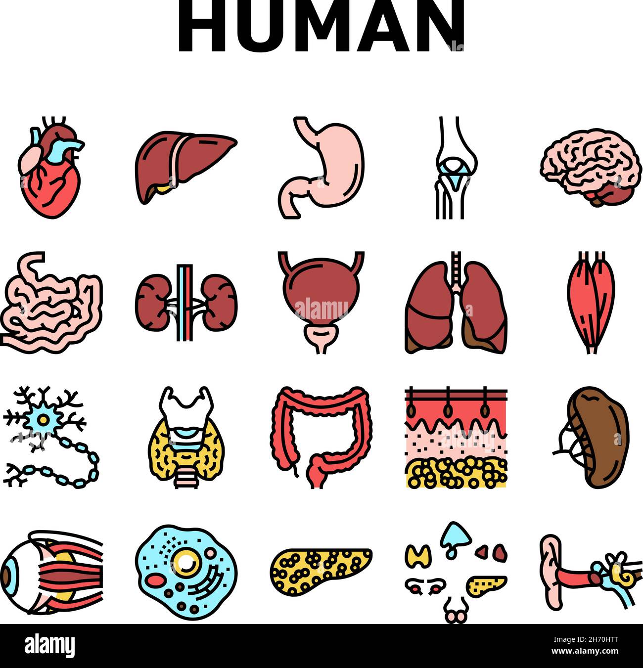 Human Internal Organ Anatomy Icons Set Vector Stock Vector Image & Art ...