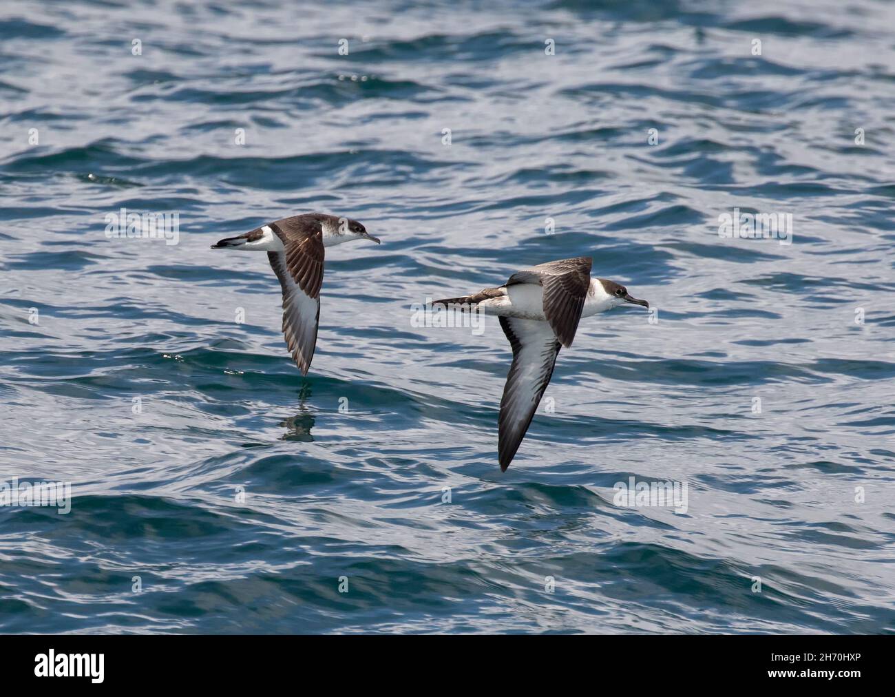 Manx Shearwater and Great Shearwater Comparison Stock Photo