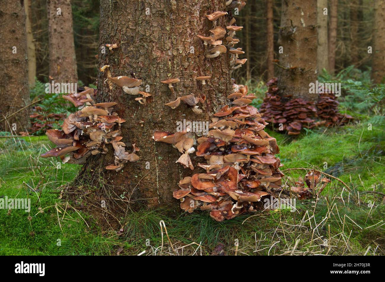 Honey mushroom, a destructive forest pathogen, on the trunk of a dying spruce tree Stock Photo