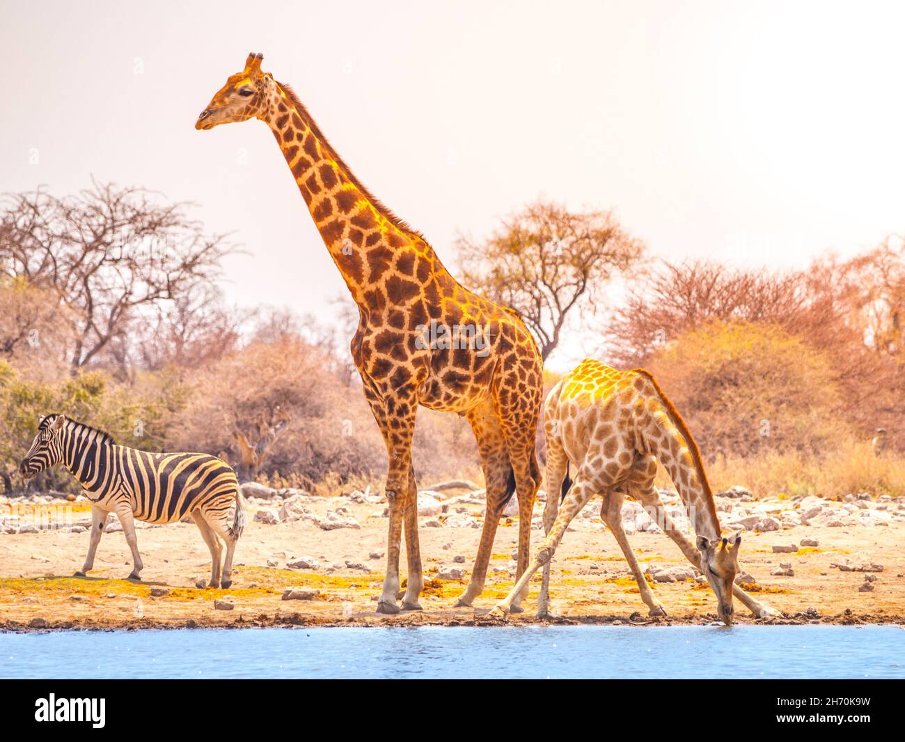 Giraffes and zebra at waterhole Stock Photo