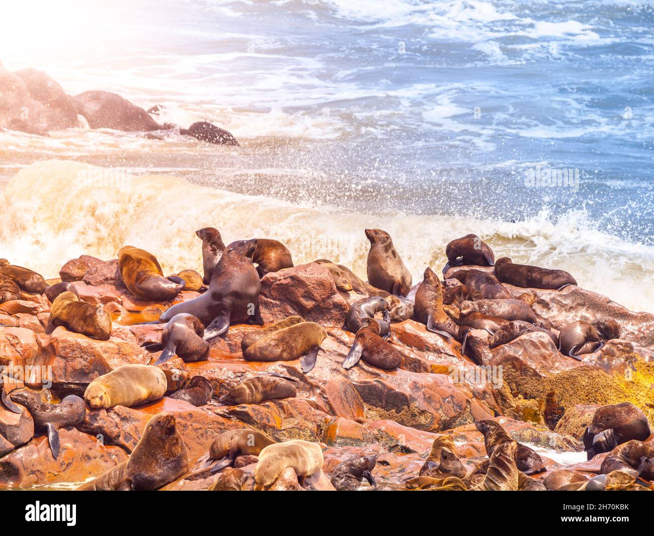 Brown fur seal colony at Cape Cross in Namibia Stock Photo