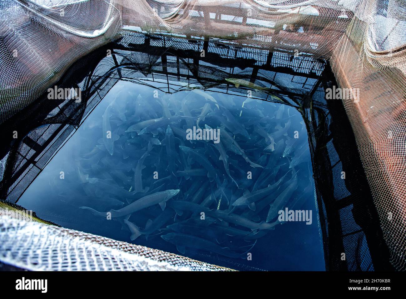 Fish farm for breeding sturgeon fry. Concept aquaculture pisciculture