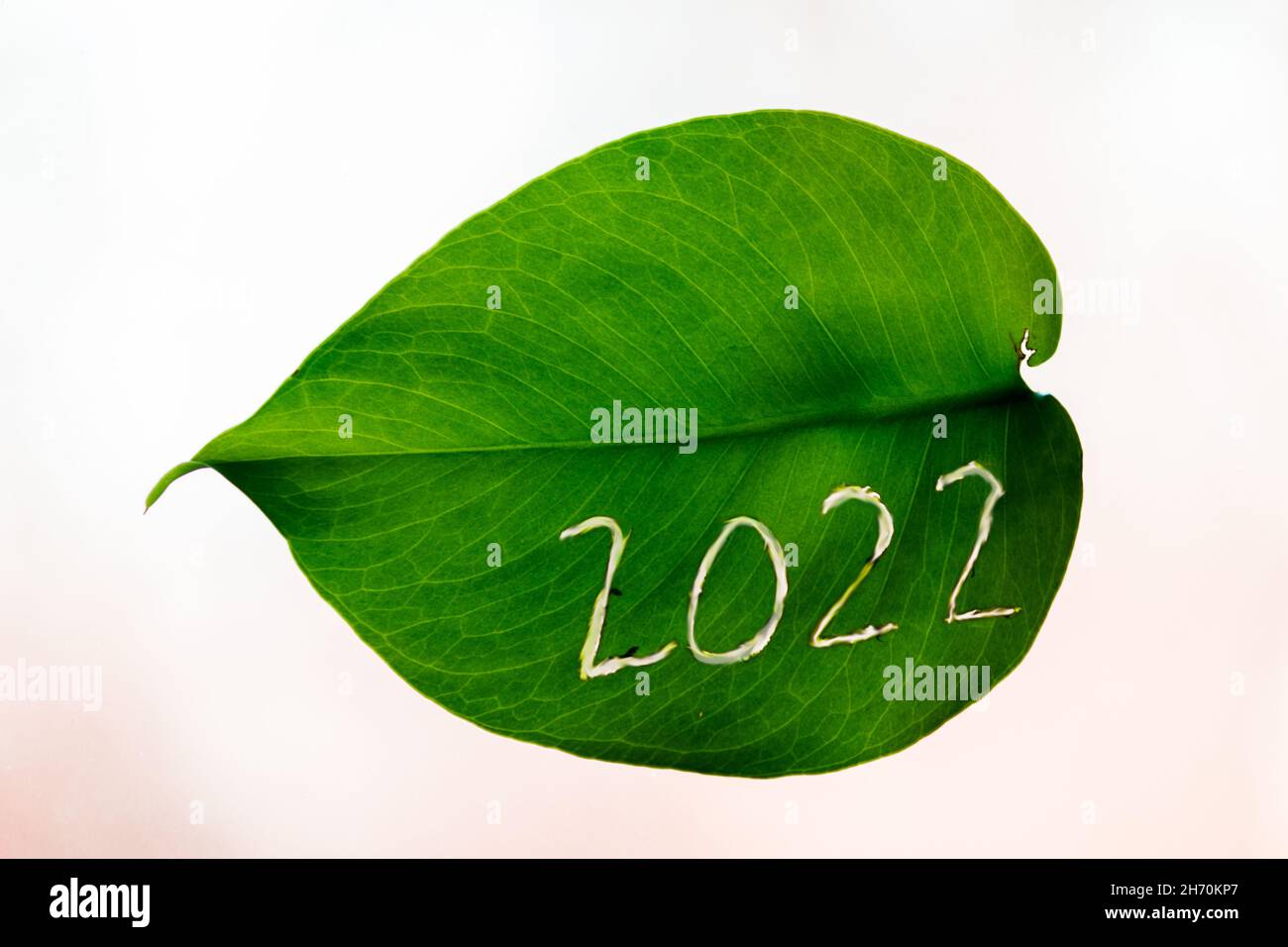 Number 2022. New Year. The number 2022 is carved into a green leaf. Stock Photo