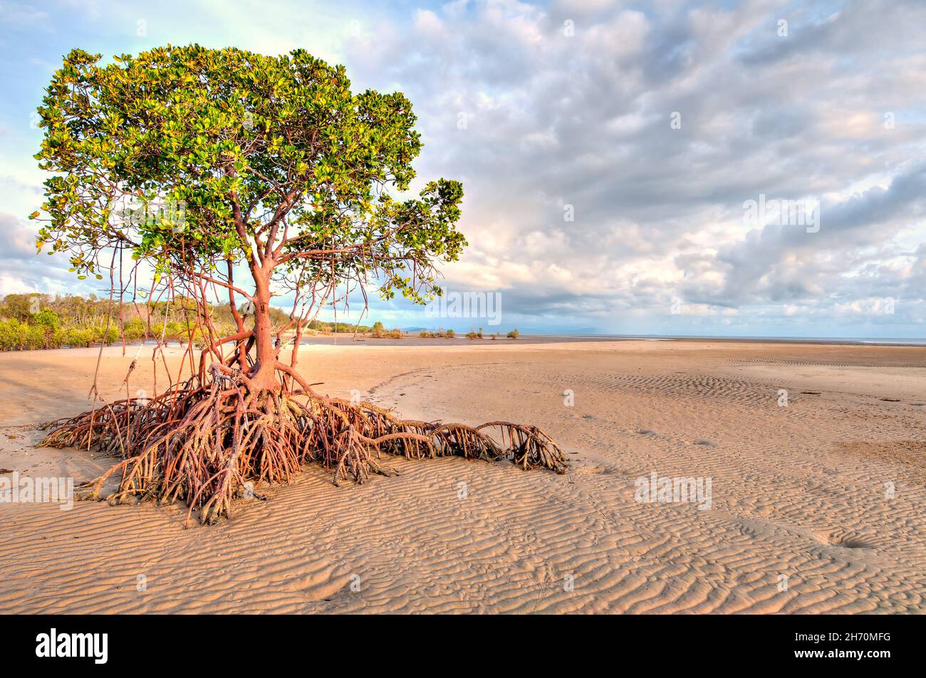 Red mangroves at golden hour sunrise awaiting the in-coming tide at Yule Point in Tropical Far North Queensland in Australia. Stock Photo