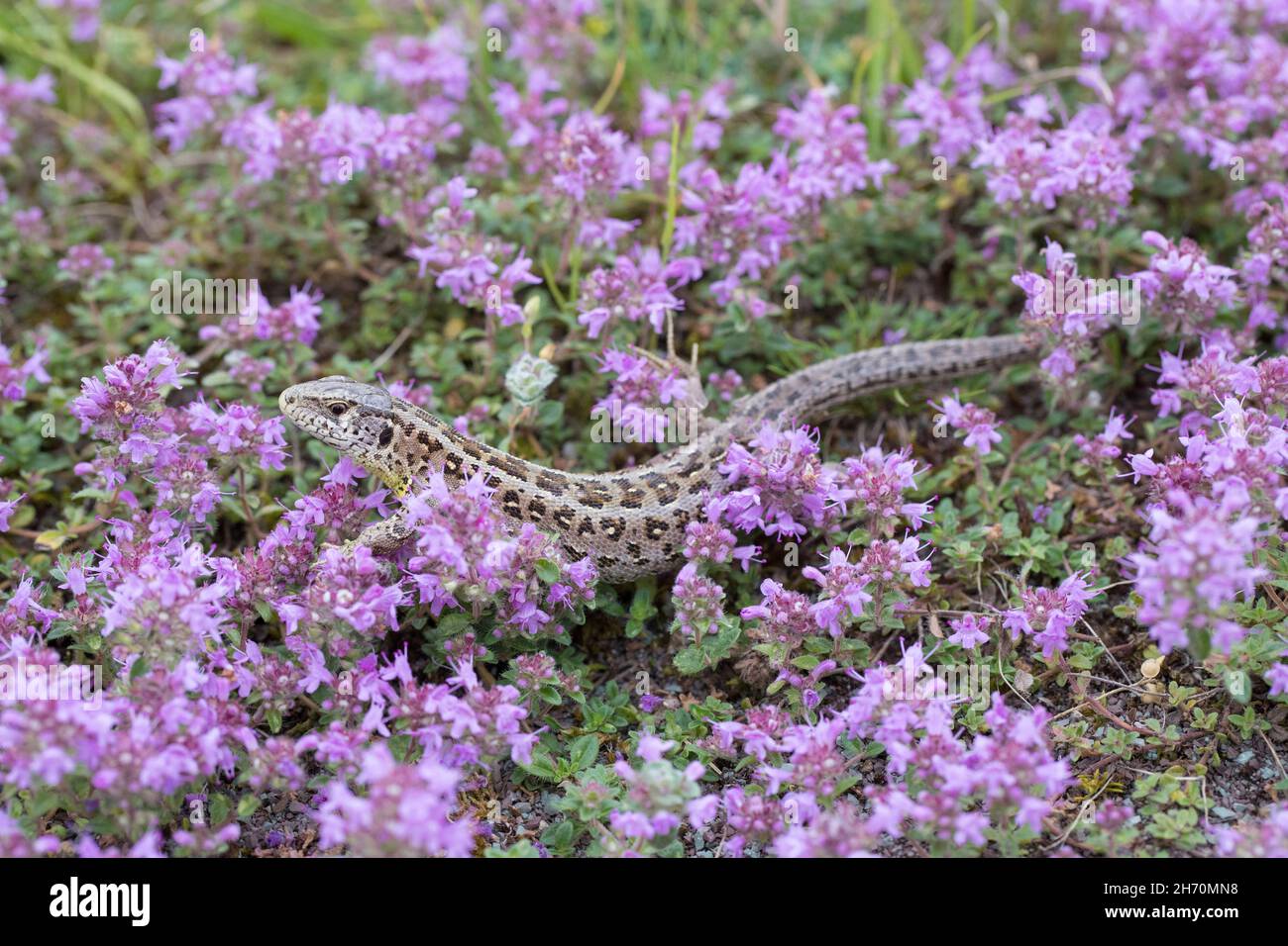 Sand Lizard (Lacerta agilis). Female in purple flowers. Germany Stock Photo