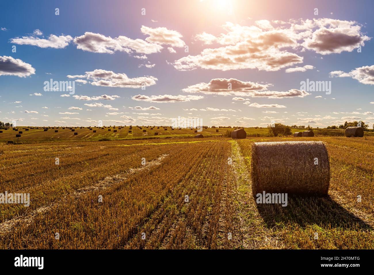 Scene with haystacks on the field in autumn sunny day. Rural landscape ...