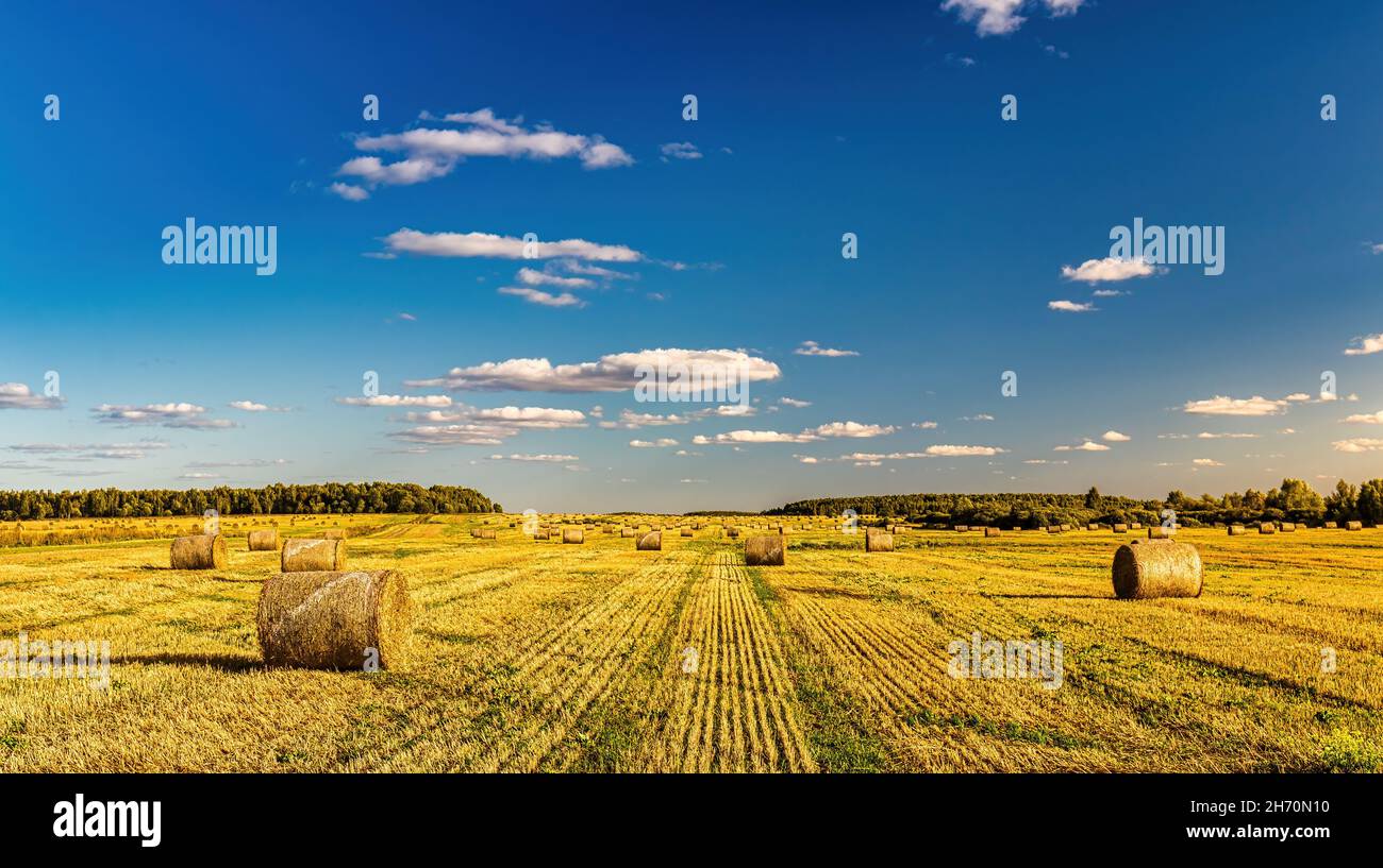 Scene with haystacks on the field in autumn sunny day. Rural landscape ...