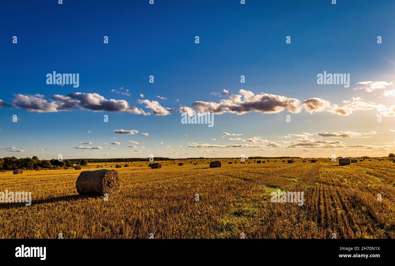 Scene with haystacks on the field in autumn sunny day. Rural landscape ...