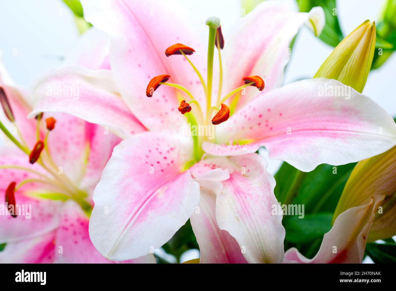 pink lily flower bunch  bouquet over white copyspace Stock Photo