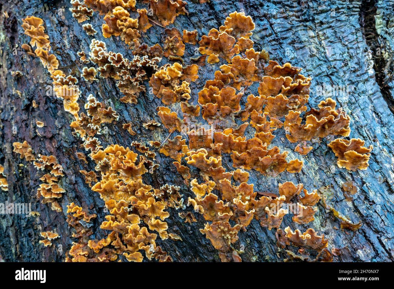 False Turkey Tail, Hairy Curtain Crust (Stereum hirsutum) growing on the dead trunk of an oak tree. Germany Stock Photo