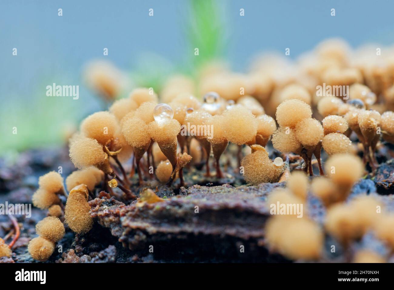 Yellow-Fuzz Cone Slime (Hemitrichia calyculata) is 1 to 3 mm tall . Germany Stock Photo