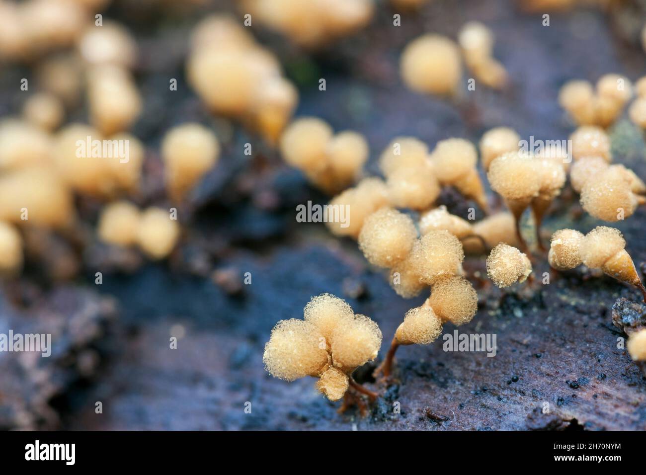 Yellow-Fuzz Cone Slime (Hemitrichia calyculata) is 1 to 3 mm tall . Germany Stock Photo
