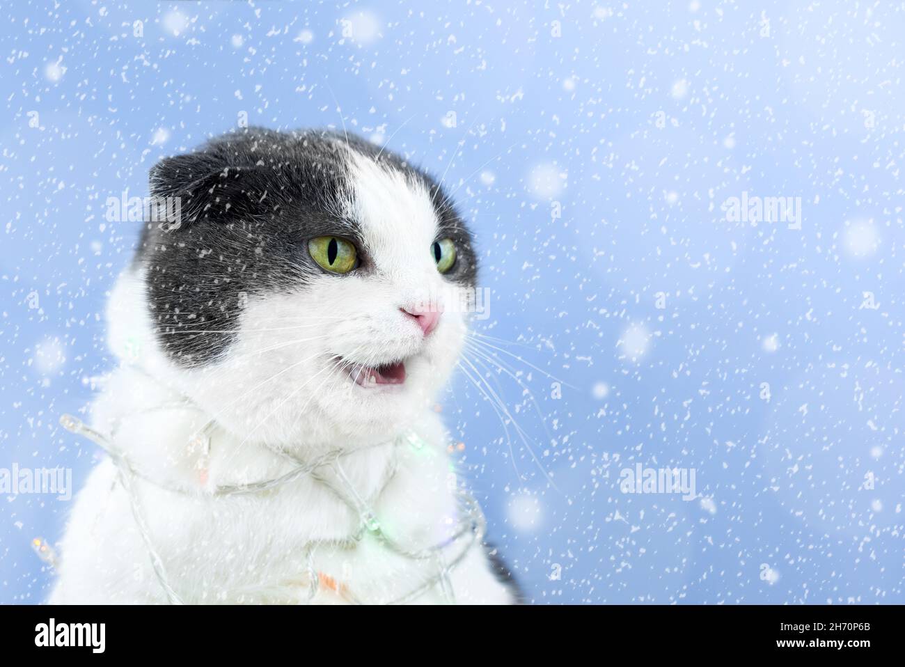 Cute smiling cat in a Christmas garland on the background of falling snow, copy space. Stock Photo