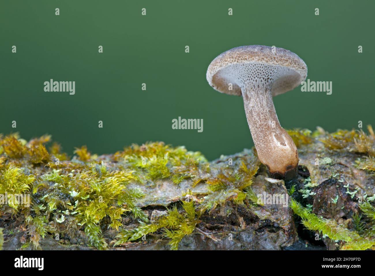 Winter Polypore (Lentinus brumalis) on an old oak branch. Germany Stock Photo