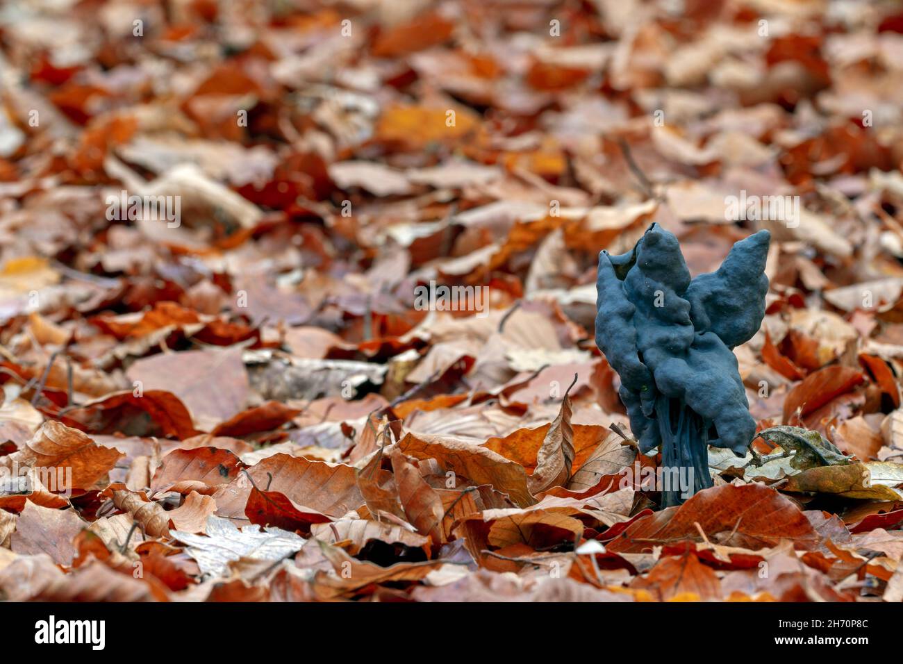 Slate Grey Saddle (Helvella lacunosa) in late autumn between beech foliage. Germany Stock Photo